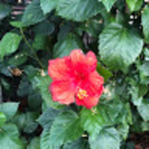 Meet your Posher, Ivette